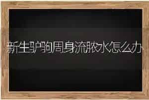 新生驴驹周身流脓水怎么办