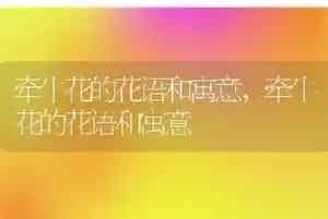 牵牛花的花语和寓意