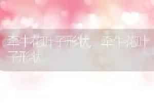 牵牛花叶子形状