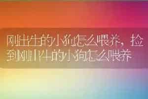 刚出生的小狗怎么喂养
