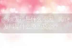 狗狗发抖是什么原因