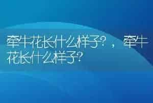 牵牛花长什么样子?