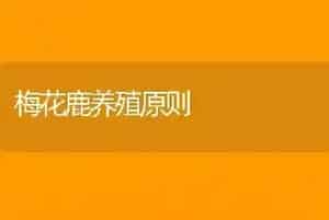 梅花鹿养殖原则