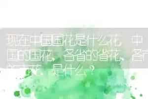 猫聪明还是狗聪明