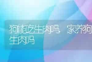 狗能吃生肉吗