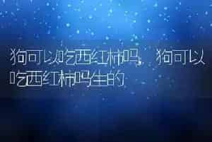 狗可以吃西红柿吗