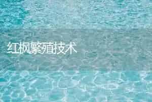 红枫繁殖技术