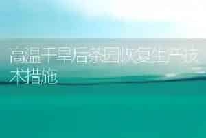 高温干旱后茶园恢复生产技术措施
