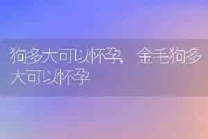 狗多大可以怀孕
