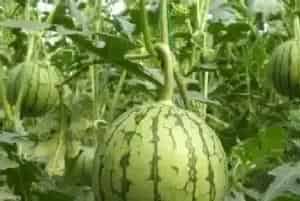 种植西瓜需要掌握的施肥技巧有哪些？
