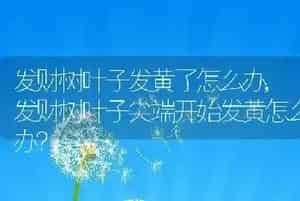 蓝紫金刚鹦鹉