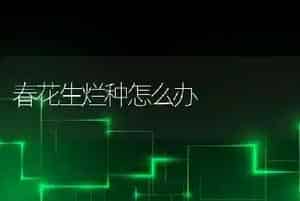 春花生烂种怎么办
