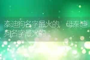 泰迪狗名字最火的
