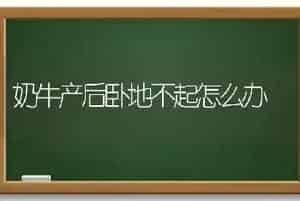 奶牛产后卧地不起怎么办