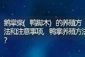 鹅掌柴(鸭脚木)的养殖方法和注意事项