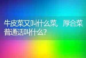 牛皮菜又叫什么菜