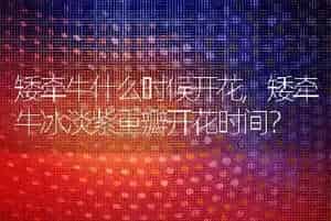 矮牵牛什么时候开花