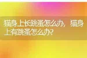 猫身上长跳蚤怎么办