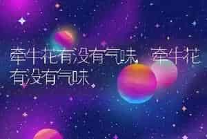 牵牛花有没有气味