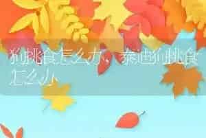 狗狗肠梗阻的症状