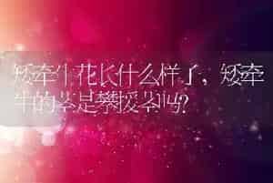 矮牵牛花长什么样子