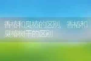香椿和臭椿的区别