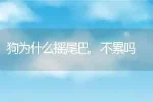 狗为什么摇尾巴