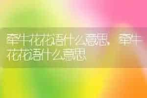牵牛花花语什么意思
