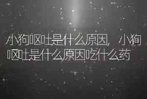 小狗呕吐是什么原因
