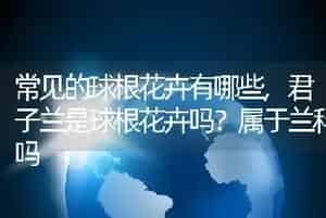 常见的球根花卉有哪些