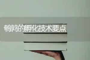 鹌鹑的孵化技术要点