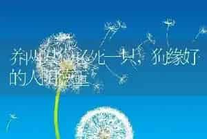 养两只狗必死一只
