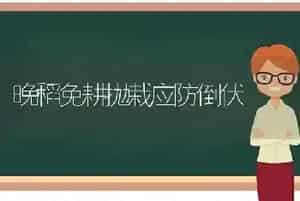 晚稻免耕抛栽应防倒伏