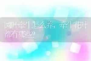 圆叶牵牛怎么养