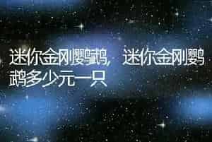 迷你金刚鹦鹉