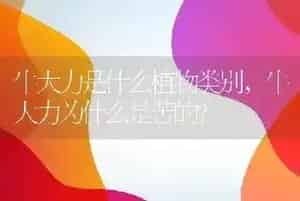 牛大力是什么植物类别