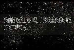 狗能吃红枣吗