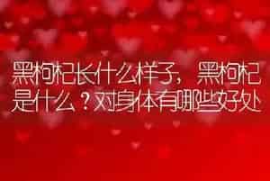 黑枸杞长什么样子