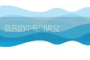 散养奶牛有何讲究