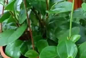 圆叶椒草和豆瓣绿的区别