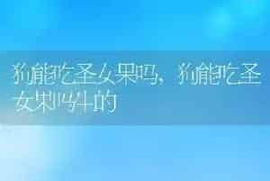 狗能吃圣女果吗