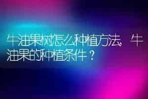 牛油果树怎么种植方法