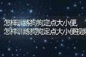 怎样训练狗狗定点大小便