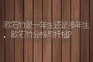 欧石竹是一年生还是多年生