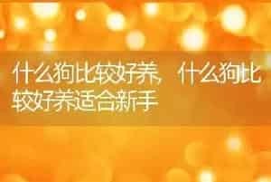 什么狗比较好养