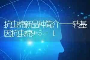 抗虫棉新品种简介——转基因抗虫棉95-1