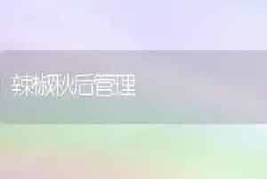 辣椒秋后管理