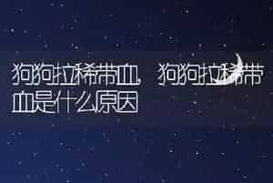 狗狗拉稀带血