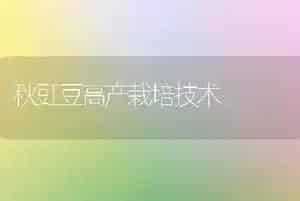 秋豇豆高产栽培技术