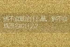 鹅不食草是什么草